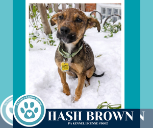 Labrador Retriever-Unknown Mix Dogs for adoption in Kimberton, PA, USA