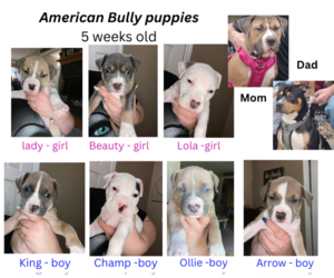 American Bully Puppy for Sale in ACWORTH, Georgia USA