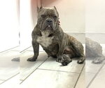 Small #3 Bulldog Mix