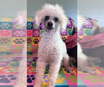 Small #4 Poodle (Miniature)