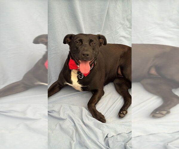 Medium Photo #4 Labrador Retriever-Unknown Mix Puppy For Sale in Lake Forest, CA, USA