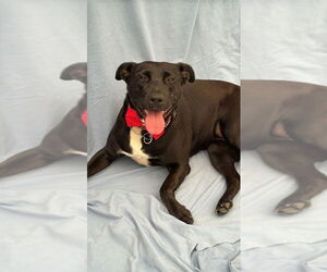 Tess (Courtesy Post) - Adopt Me! - Female Labrador Retriever-Unknown Mix Dog for Adoption - Photo #4