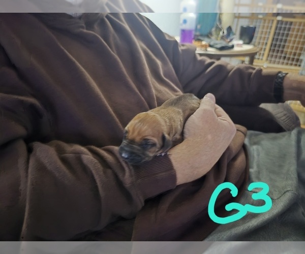 Medium Photo #1 Rhodesian Ridgeback Puppy For Sale in ALBA, TX, USA