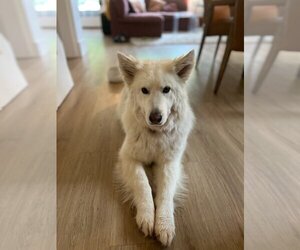Huskies -Samoyed Mix Dogs for adoption in Salt Lake City, UT, USA