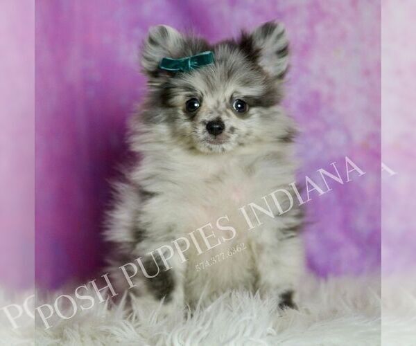 Medium Photo #6 Pomeranian Puppy For Sale in WARSAW, IN, USA
