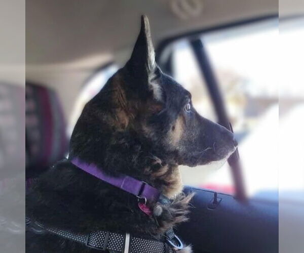 Medium Photo #9 German Shepherd Dog Puppy For Sale in Fargo, ND, USA