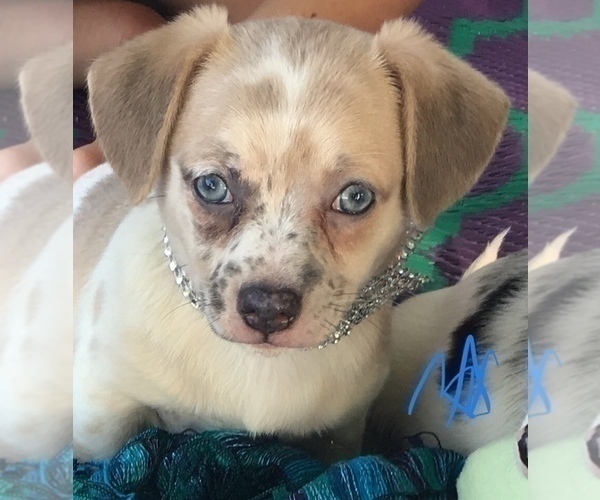 Medium Photo #13 French Bullhuahua Puppy For Sale in YPSILANTI, MI, USA