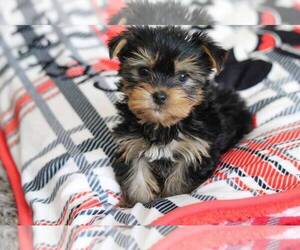 Cane Corso Puppy for sale in LAKE STEVENS, WA, USA