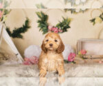 Small Photo #4 Cocker Spaniel-Poodle (Miniature) Mix Puppy For Sale in WARSAW, IN, USA