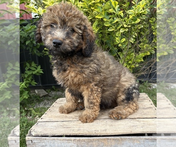 Medium Photo #3 Whoodle (Miniature) Puppy For Sale in MIDDLEBURY, IN, USA