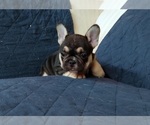 Small Photo #20 French Bulldog Puppy For Sale in MANHATTAN, NY, USA
