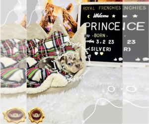 French Bulldog Puppy for sale in ATHENS, GA, USA