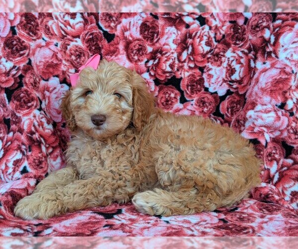 Medium Photo #4 Goldendoodle Puppy For Sale in NOTTINGHAM, PA, USA