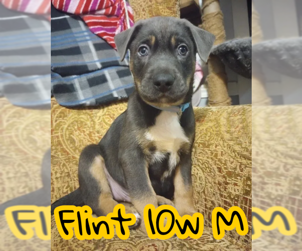 Medium Photo #1 Labrador Retriever-Unknown Mix Puppy For Sale in The Woodlands, TX, USA