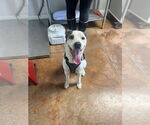 Small Australian Shepherd Mix