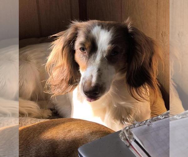 Medium Photo #1 Dachshund Puppy For Sale in PELZER, SC, USA