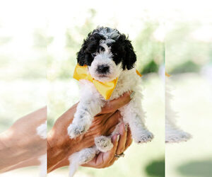 Medium Goldendoodle (Miniature)