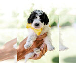 Puppy Snoopy Goldendoodle (Miniature)