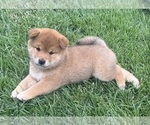 Puppy Bonny Shiba Inu
