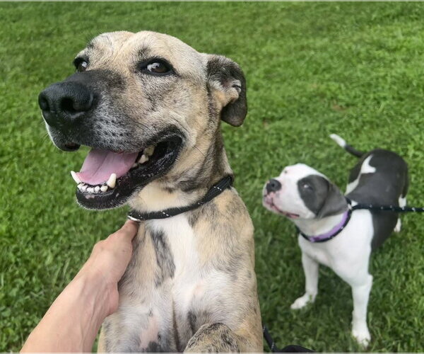 Medium Photo #4 Mountain Cur-Unknown Mix Puppy For Sale in Rockaway, NJ, USA