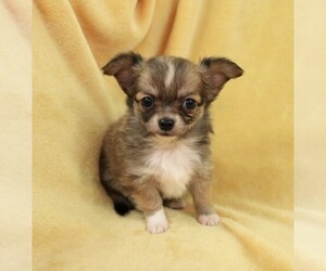 Chihuahua Puppy for sale in MUSKOGEE, OK, USA