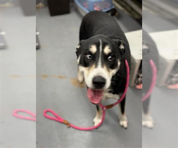 Medium Photo #1 Siberian Husky-Unknown Mix Puppy For Sale in Peoria, IL, USA