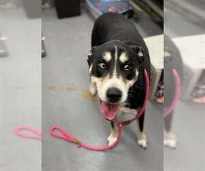 Siberian Husky-Unknown Mix Dogs for adoption in Peoria, IL, USA