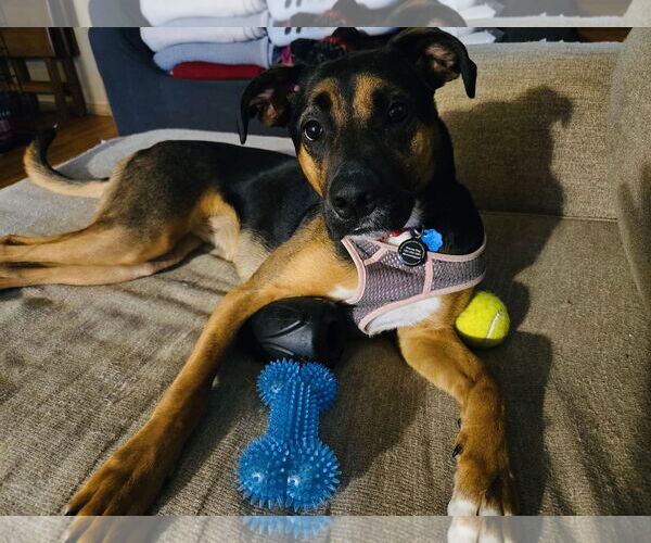 Medium Photo #2 Shepweiller Puppy For Sale in Princeton, MN, USA