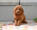 Small #1 Poodle (Miniature)