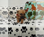 Small #2 Mutt