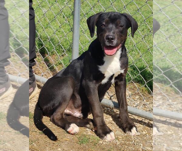 Medium Photo #3 Catahoula Leopard Dog-Staffordshire Bull Terrier Mix Puppy For Sale in Talladega, AL, USA