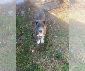 Peter Pan (Peter Pan Litter) - Male Mountain Cur-Unknown Mix Dog for Adoption - Photo #2