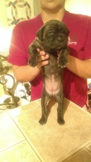 Cane Corso Puppy for sale in LAWTON, OK, USA