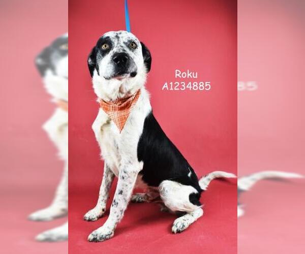 Medium Photo #1 Border Collie-Unknown Mix Puppy For Sale in Bakersfield, CA, USA