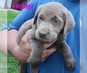 Labrador Retriever Puppy for sale in GREENCASTLE, PA, USA