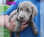 Small Labrador Retriever