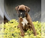 Small #1 Boxer