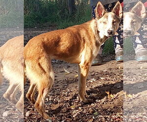 Quila - Female Siberian Husky-Unknown Mix Dog for Adoption - Photo #4
