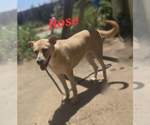 Rose - Female Mutt Dog for Adoption - Photo #3