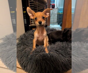Chihuahua-Unknown Mix Dogs for adoption in Vail, AZ, USA