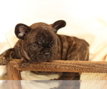 Small Photo #2 French Bulldog Puppy For Sale in GILLETTE, WY, USA