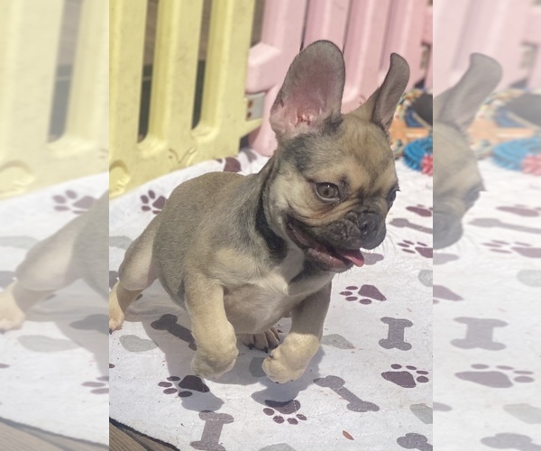 Medium Photo #2 French Bulldog Puppy For Sale in DAYTONA BEACH, FL, USA
