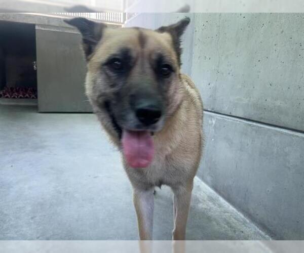 Medium Photo #1 German Shepherd Dog Puppy For Sale in Pasadena, CA, USA