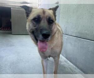 German Shepherd Dog Dogs for adoption in Pasadena, CA, USA