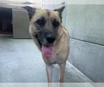 Small German Shepherd Dog