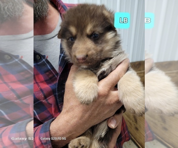 Medium Photo #4 German Shepherd Dog Puppy For Sale in SCOTTSVILLE, KY, USA