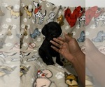 Puppy Shy Guy Labradoodle