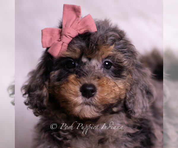 Medium Photo #20 Goldendoodle (Miniature) Puppy For Sale in WARSAW, IN, USA
