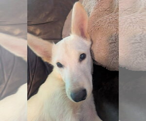 Colonel Mustard - Male Mutt Dog for Adoption - Photo #2