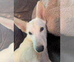 Small Photo #2 Mutt Puppy For Sale in Germantown, OH, USA